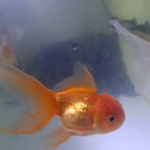 GOLD FISH ORANDA 4 INCH