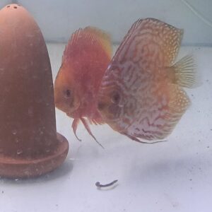 DISCUSS CONFIRMED BREEDING PAIR 6 INCH