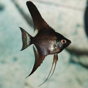 FULL BLACK ANGELFISH