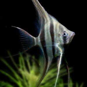 ZEBRA ANGELFISH