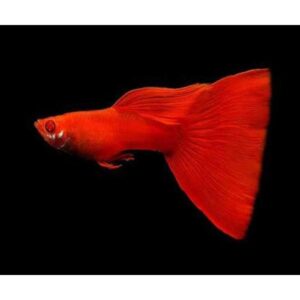 ALBINO RED