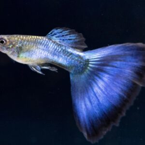 JAPAN BLUE