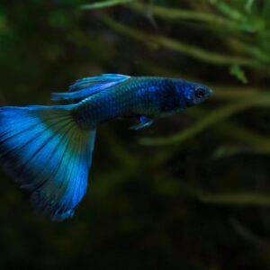 ELECTRIC BLUE