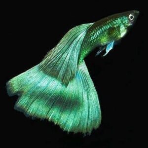 EMRALD GREEN