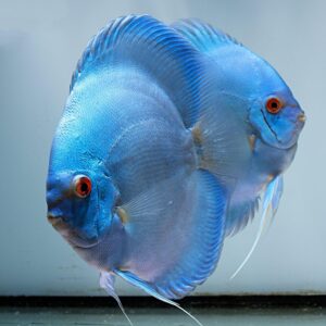 DISCUSS CONFIRMED BREEDING PAIR 6 INCH