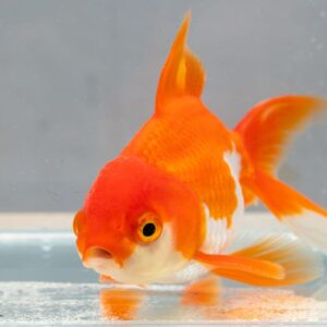 GOLD FISH ORANDA 4 INCH