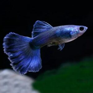MOSCOW BLUE/PURPLE