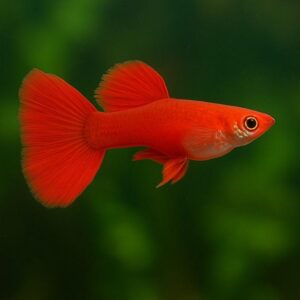 FULL RED